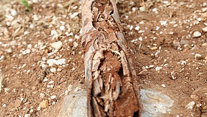 Bekilli bu borulardan su içiyor