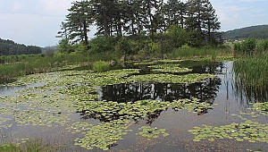 Buldan'da kuş şenliği yapıldı