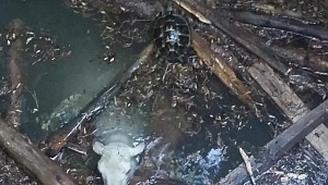 Kuyuya düşen koyun ve kaplumbağa kurtarıldı