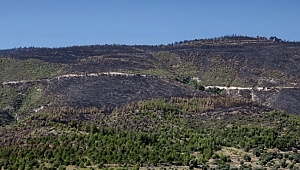 Sarayköy'de yanan bölgeler ne olacak? 