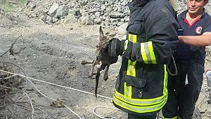 Şimdi de tilki kurtarıldı