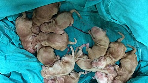 Rekor üstüne rekor