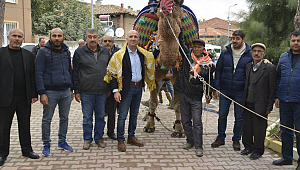 Geleneksel Deve Güreşleri Başlıyor