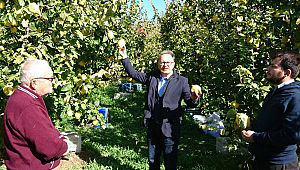 Tavas Almanya'ya Ayva İhraç Edecek