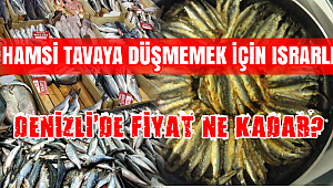 Hamsi Tava Hayal Mi?