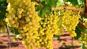 Denizli'ye katkısını okuyunca çok şaşıracaksınız