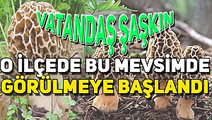 Sonbahar ve İlkbahar Şaşkınlığı