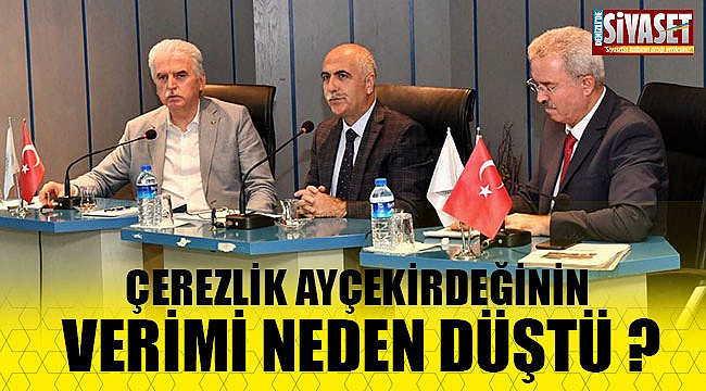 Ayçekirdeğinin verimi neden düştü