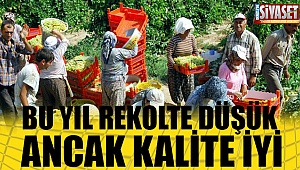 Bu yıl rekolte düşük ancak kalite iyi
