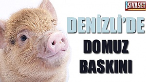 Denizli'de domuz baskını