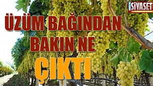 Üzüm bağından bakın ne çıktı