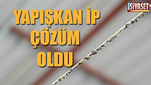 Yapışkan ip çözüm oldu