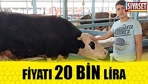 Fiyatı 20 bin lira