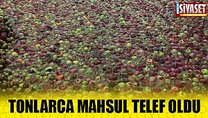 Tonlarca mahsul telef oldu