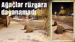 Ağaçlar rüzgara dayanamadı