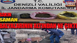 Bakın saman balyalarından ne çıktı