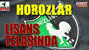 Horozlar lisans telaşında