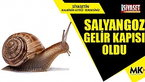 Salyangoz gelir kapısı oldu