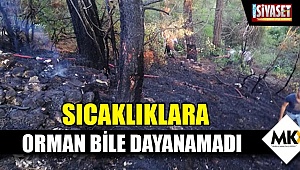 Sıcaklıklara orman bile dayanamadı