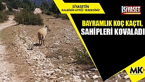 Bayramlık koç kaçtı, sahipleri kovaladı