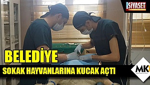 Belediye sokak hayvanlarına kucak açtı