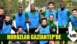 Horozlar Gaziantep'de