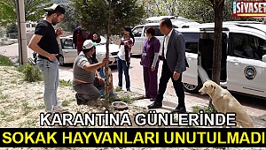 Karantina günlerinde sokak hayvanları unutulmadı
