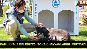 Pamukkale Belediyesi sokak hayvanlarını unutmadı