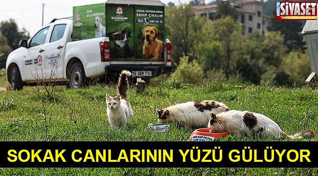 Sokak canlarının yüzü gülüyor