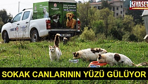 Sokak canlarının yüzü gülüyor