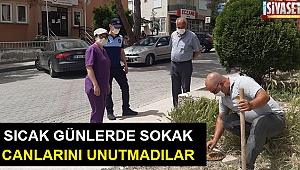 Buldan Belediyesi, sokak hayvanları için mama ve su kabı bıraktı