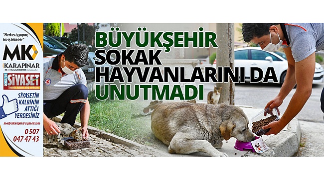 Büyükşehir sokak hayvanlarını da unutmadı