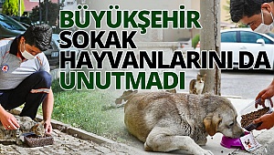 Büyükşehir sokak hayvanlarını da unutmadı