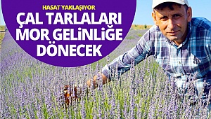 Çal lavantasında hasat yaklaşıyor