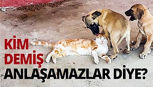 Kim demiş anlaşamazlar diye?