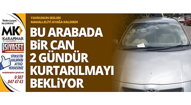 Yavru kedi kurtarılmayı bekliyor