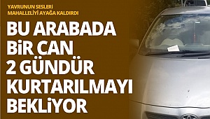 Yavru kedi kurtarılmayı bekliyor