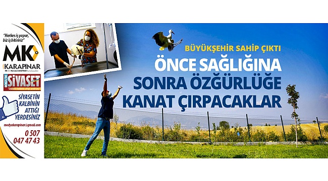 Elektrik akımına kapılan leyleklere Büyükşehir sahip çıktı