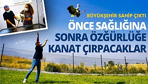 Elektrik akımına kapılan leyleklere Büyükşehir sahip çıktı