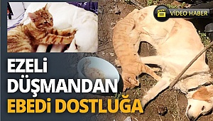 Ezeli düşmandan, ebedi dostluğa