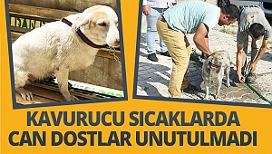 Kavurucu sıcaklarda can dostlar unutulmadı
