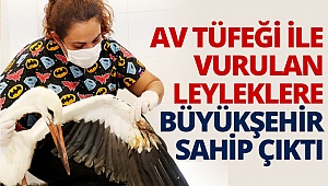Av tüfeği ile vurulan leyleklere Büyükşehir sahip çıktı