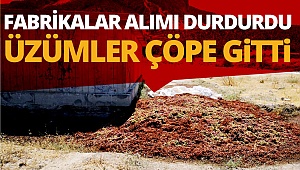 Fabrikalar alımı durdurdu, üzümler çöpe gitti