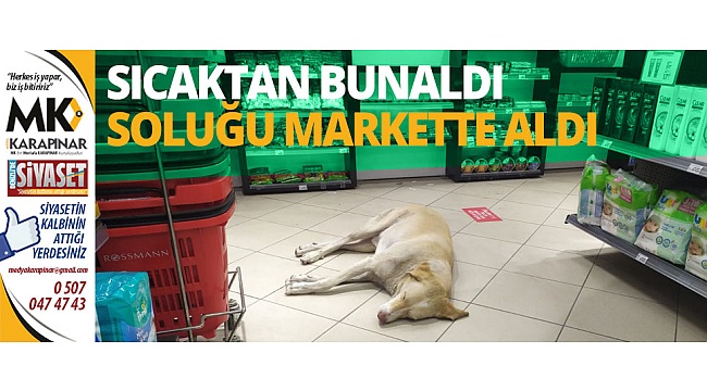 Sıcaktan bunalan köpek soluğu markette aldı