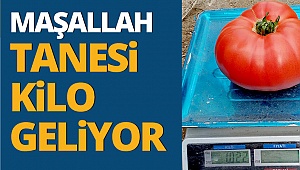 Bu domatesler 1200 gram 