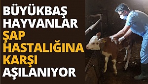 Denizli’de sonbahar şap aşılama kampanyası başladı