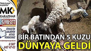 Bir batından 5 koyun dünyaya geldi