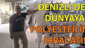 Denizli’den dünyaya polyester inek ihracatı