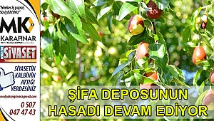 Şifa deposunun hasadı başladı