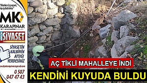Aç tilki kuyuya düştü
